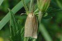 Aphelia viburnana