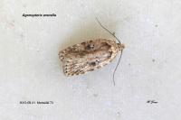 Agonopterix arenella