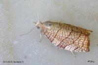 Pandemis corylana
