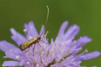 Nemophora metallica