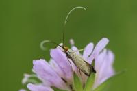 Nemophora metallica