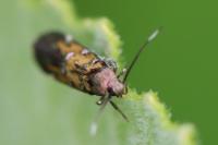 Pancalia leuwenhoekella