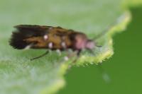 Pancalia leuwenhoekella