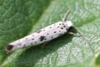 Yponomeuta plumbella