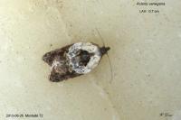 Acleris variegana