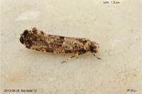 Morophaga choragella