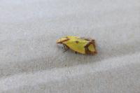 Agapeta zoegana