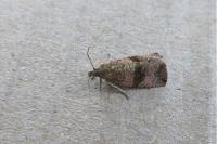 Celypha striana
