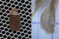 Agonopterix cnicella