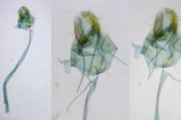Agonopterix cnicella