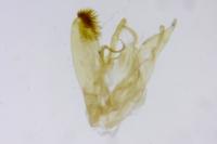 Emmelina monodactyla