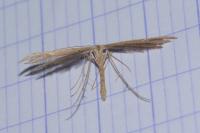 Emmelina monodactyla
