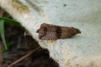 Celypha striana