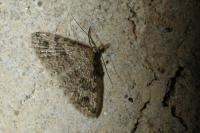 Alucita hexadactyla