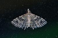 Alucita hexadactyla