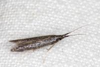 Coleophora