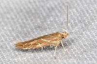 Pyroderces argyrogrammos
