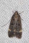 Dichomeris alacella