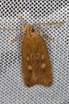 Helcystogramma triannulella