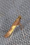 Caloptilia