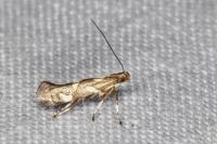 Euspilapteryx auroguttella