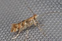 Phyllonorycter trifasciella
