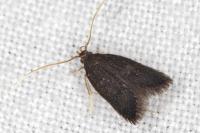 Lecithocera