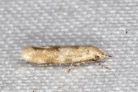 Mompha epilobiella