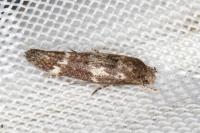 Mompha subbistrigella