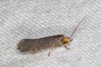 Cephimallota crassiflavella