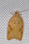 Acleris ferrugana/notana