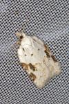 Acleris kochiella