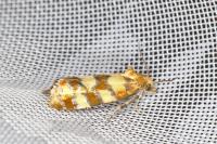 Aethes tesserana