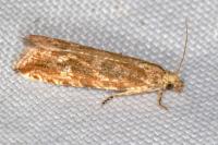 Bactra furfurana
