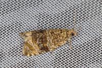 Celypha lacunana