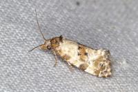 Neocochylis molliculana