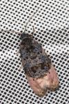Metendothenia atropunctana