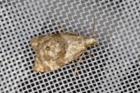 Phalonidia manniana