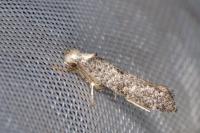 Paraswammerdamia albicapitella