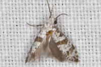 Scythropia crataegella