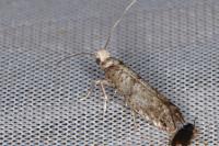 Paraswammerdamia nebulella