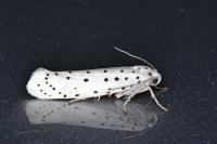 Yponomeuta