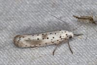 Yponomeuta irrorella