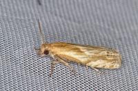 Eucosma gr. cana