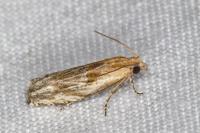 Eucosma gr. cana