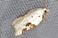 Acleris kochiella