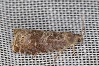 Grapholita