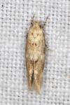 Mompha epilobiella