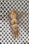 Phyllonorycter trifasciella
