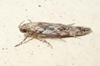 Carpatolechia decorella